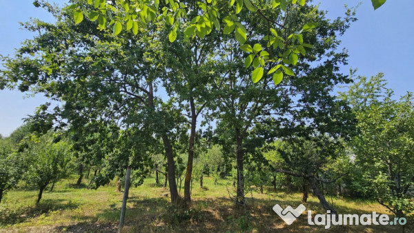 Intravilan 480 mp , loc de casa , zona padure Baicoi Prahova