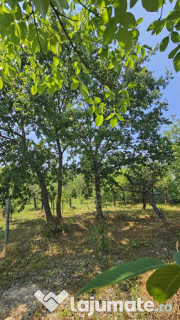 Intravilan 480 mp , loc de casa , zona padure Baicoi Prahova