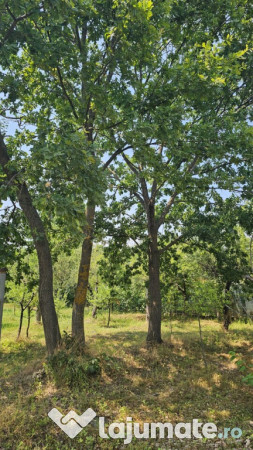 Intravilan 480 mp , loc de casa , zona padure Baicoi Prahova