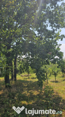 Intravilan 480 mp , loc de casa , zona padure Baicoi Prahova