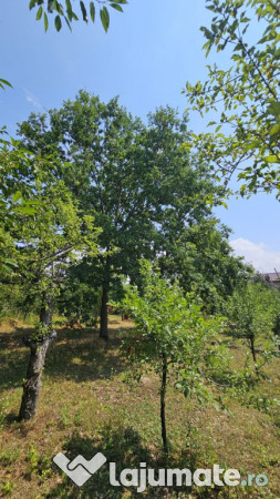 Intravilan 480 mp , loc de casa , zona padure Baicoi Prahova