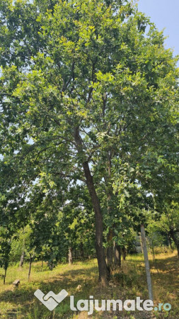 Intravilan 480 mp , loc de casa , zona padure Baicoi Prahova