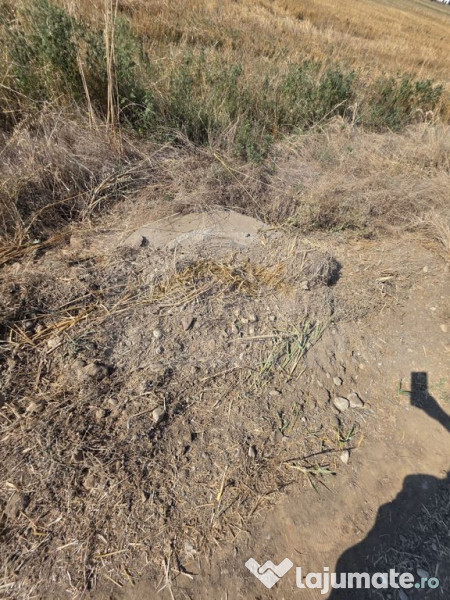 Teren intravilan 5.450 mp – Strada Castanilor, Ciorogâ...