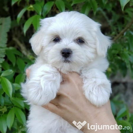 Bichon maltez mini toy 