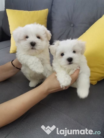 Bichon maltez mini toy 