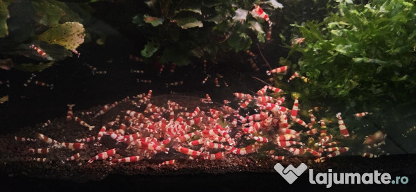 Creveti acvariu Crystal Red