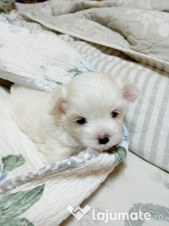 Bichon malez talie mica