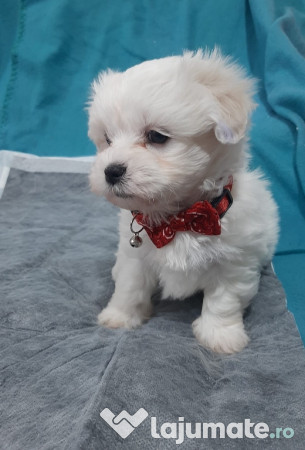 Bichon malez talie mica