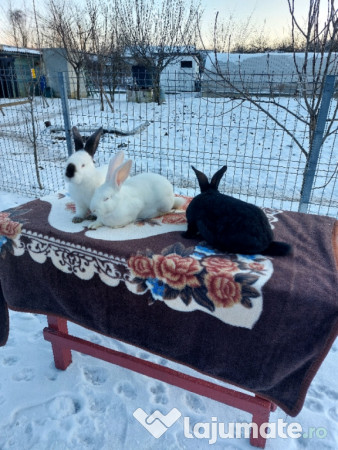 Iepuri Uriași de Transilvania