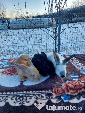 Iepuri Uriași de Transilvania