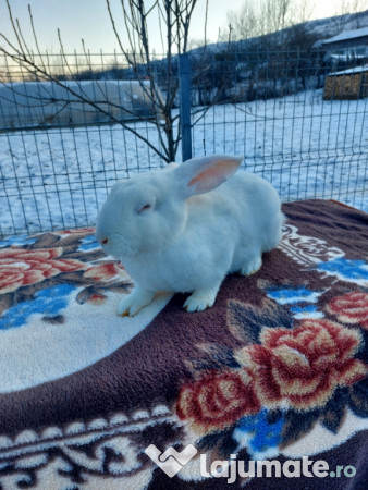 Iepuri Uriași de Transilvania