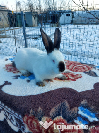 Iepuri Uriași de Transilvania