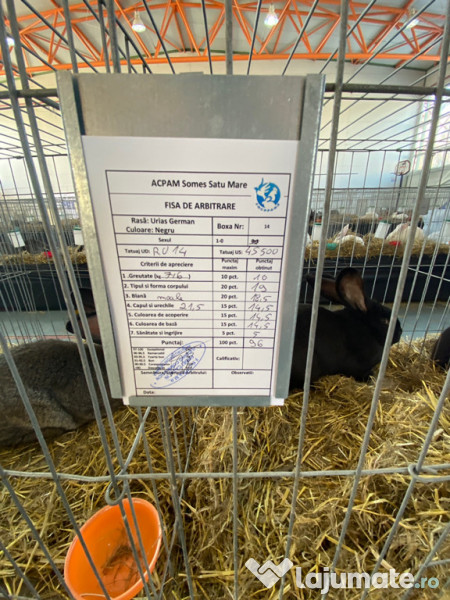 Iepuri 2 Masculi uriaș german negru