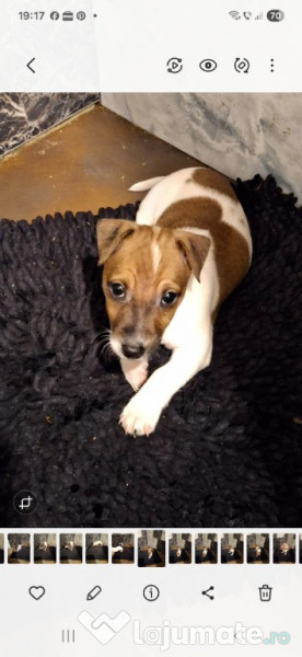 Jack Russell Terrier