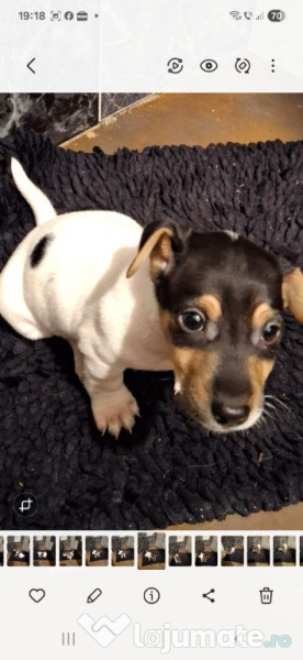 Jack Russell Terrier