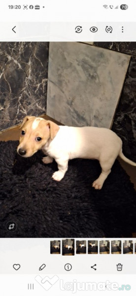 Jack Russell Terrier