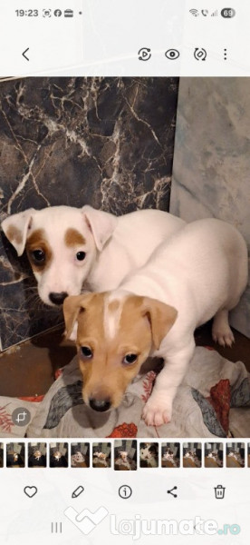 Jack Russell Terrier