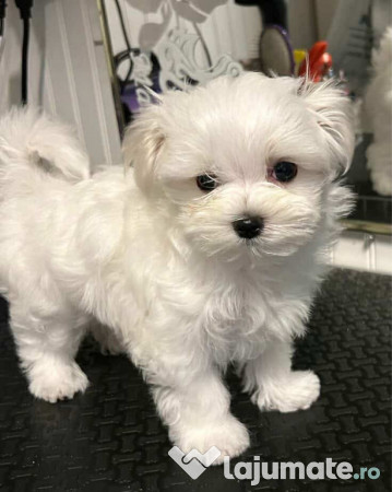 Bichon maltez mini toy 