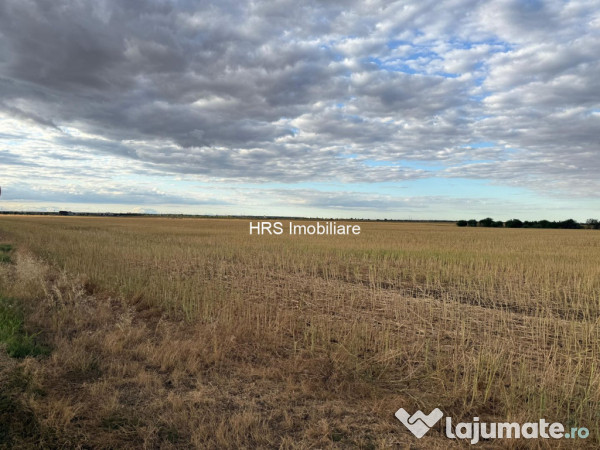 Teren intravilan Branesti 