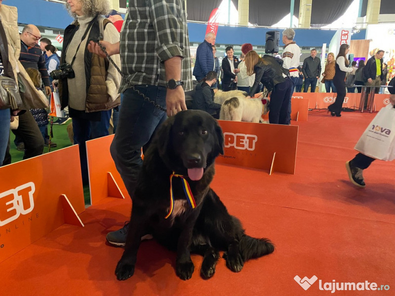 PetExpo Romania, 14-15 martie, targul dedicat animalelor de companie 