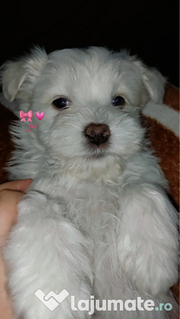 Bichon maltez mascul 