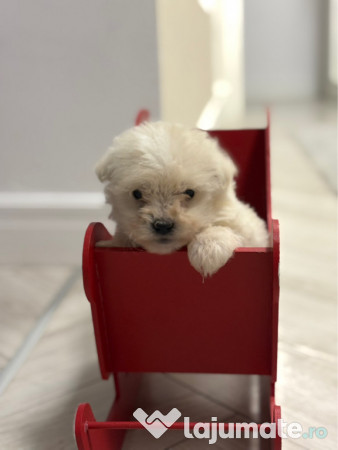 Bichon Maltez Mascul - 8 saptamani 