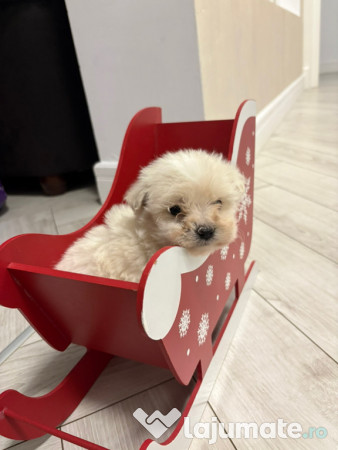 Bichon Maltez Mascul - 8 saptamani 