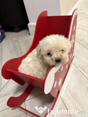 Bichon Maltez Mascul - 8 saptamani 