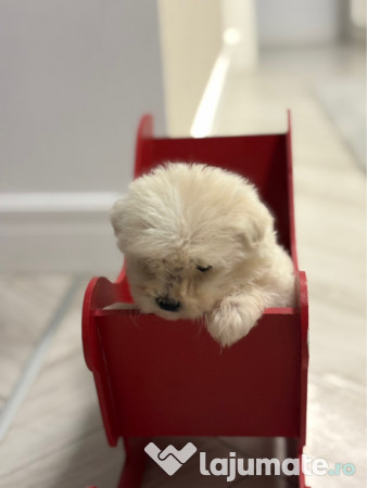 Bichon Maltez Mascul - 8 saptamani 