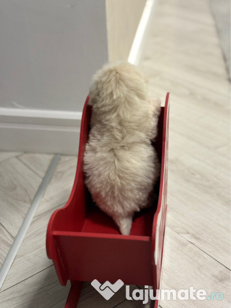 Bichon Maltez Mascul - 8 saptamani 