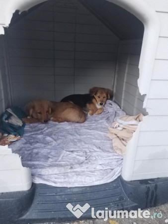 Căței regali pereche 