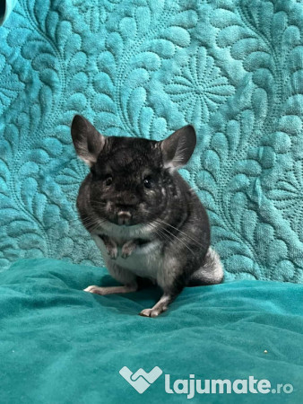 Chinchilla mascul 