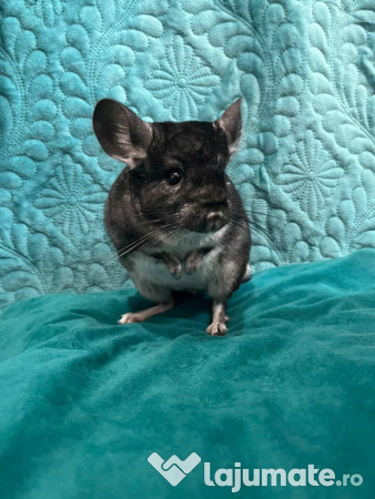 Chinchilla mascul 