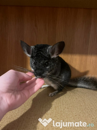 Chinchilla mascul 