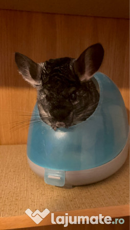 Chinchilla mascul 