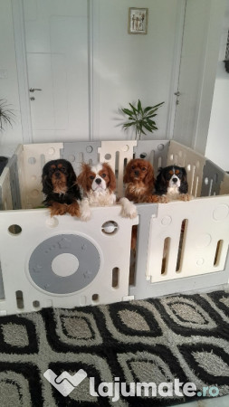 Cavalier King Charles Spaniel 