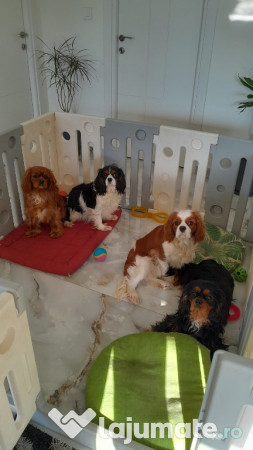 Cavalier King Charles Spaniel 