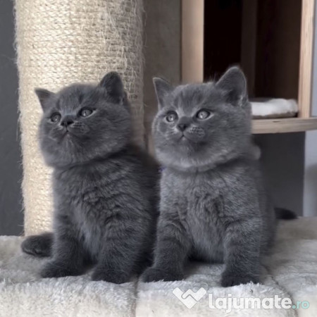 British shorthair pui 