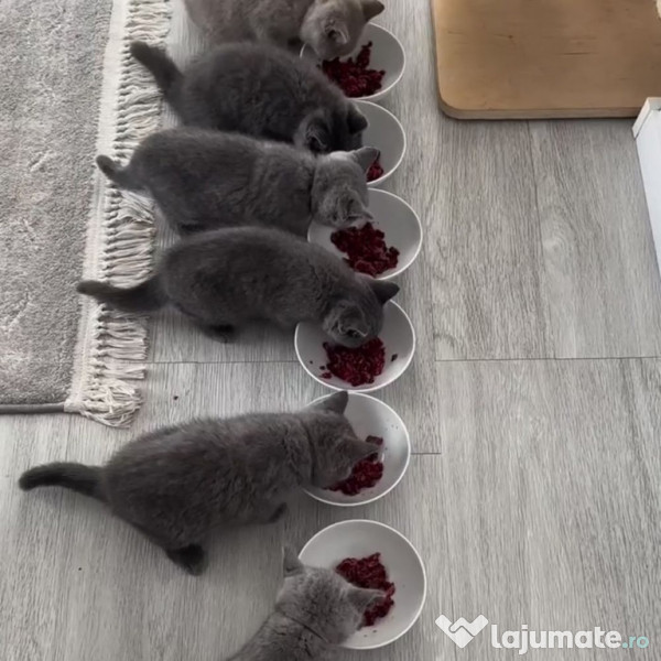 British shorthair pui 