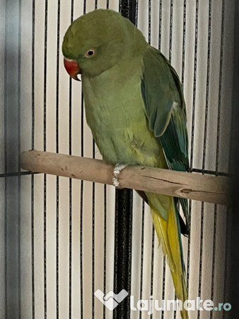 Papagal micul alexandru 