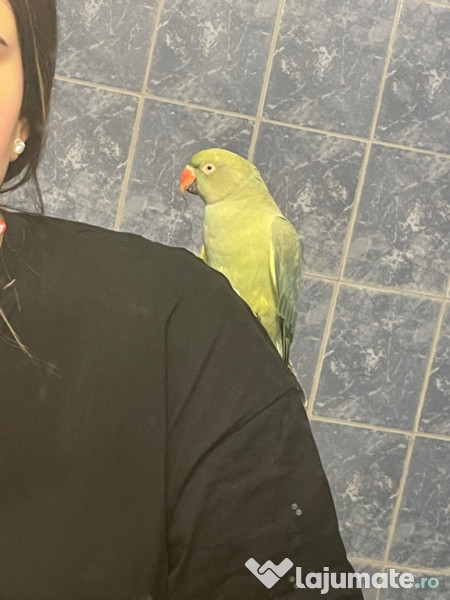 Papagal micul alexandru 
