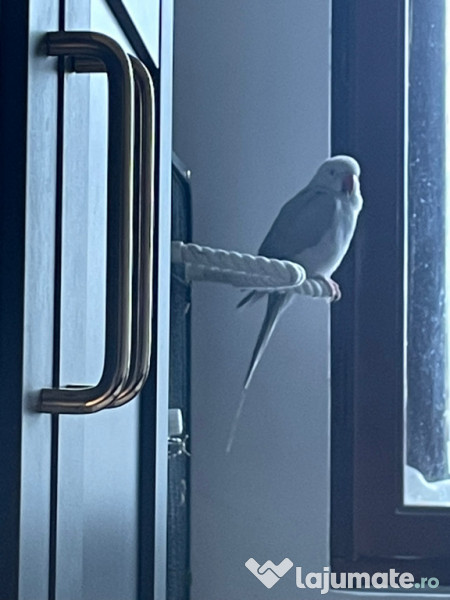 Papagal micul alexandru 