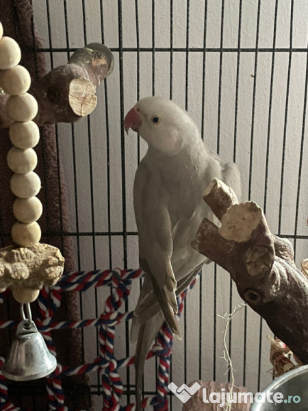 Papagal micul alexandru 