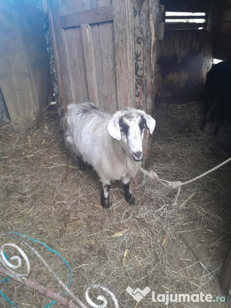 Capre gestante de fătat 