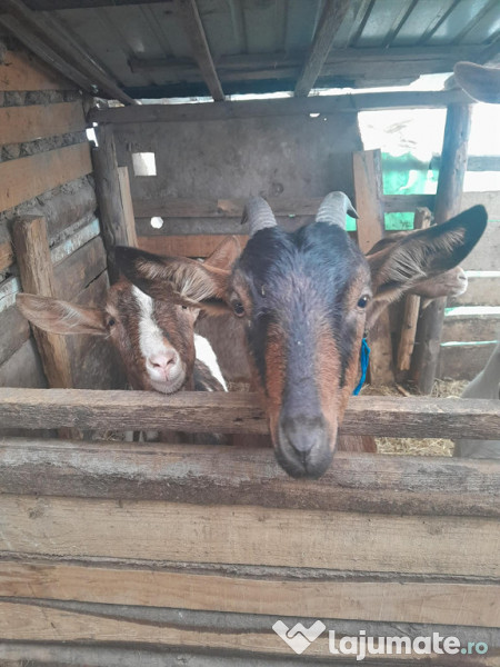 Capre gestante de fătat 