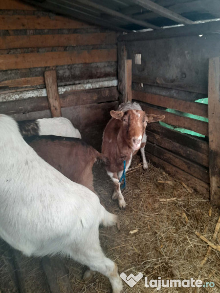 Capre gestante de fătat 