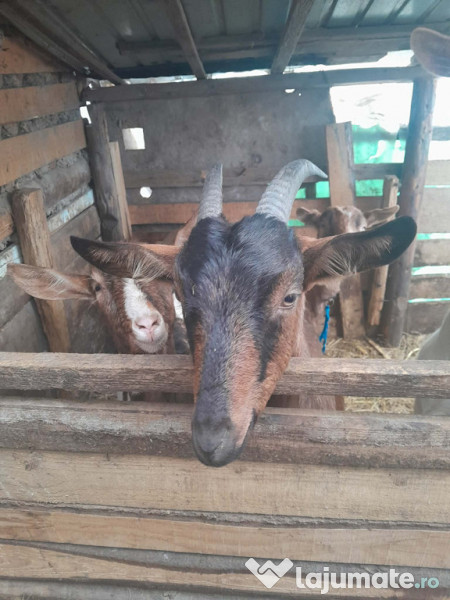 Capre gestante de fătat 