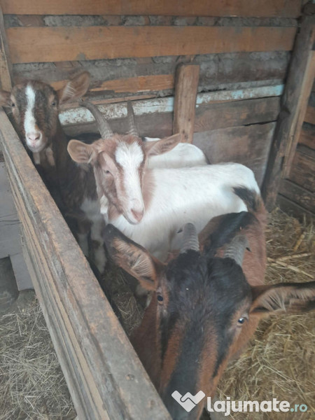 Capre gestante de fătat 