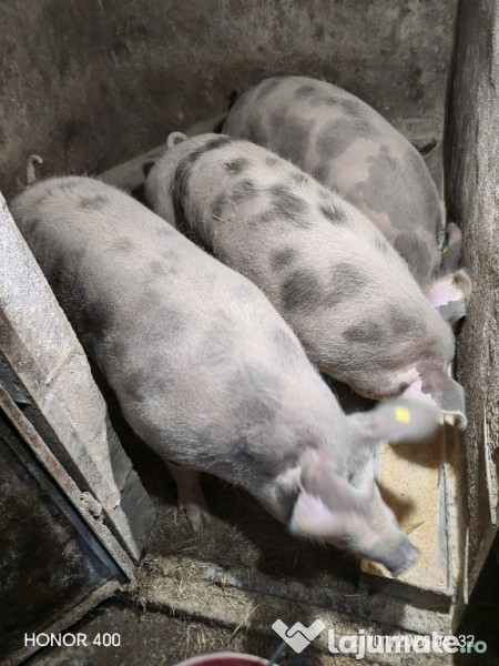 De vanzare la alegere sunt 4 bucăți. 