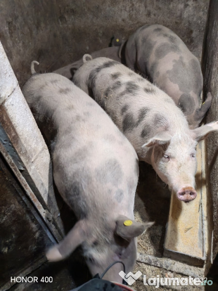 De vanzare la alegere sunt 4 bucăți. 